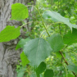 Blätterfoto Populus nigra