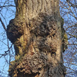 Stängel-/Stammfoto Populus nigra
