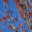 Blütenfoto Populus nigra subsp. pyramidalis