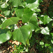 Blätterfoto Populus nigra subsp. pyramidalis