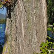 Foto von Besonderheit Populus nigra subsp. pyramidalis