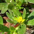 Blütenfoto Portulaca oleracea