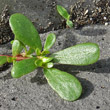 Blätterfoto Portulaca oleracea