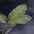 Blätterfoto Potamogeton lucens