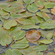 Blätterfoto Potamogeton natans