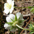 Blütenfoto Potentilla alba
