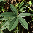 Blätterfoto Potentilla alba