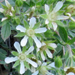 Blütenfoto Potentilla caulescens