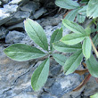 Blätterfoto Potentilla caulescens