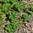 Blätterfoto Potentilla crantzii