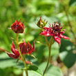 Blütenfoto Potentilla palustris