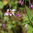 Blütenfoto Prenanthes purpurea