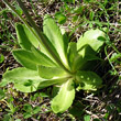 Blätterfoto Primula halleri