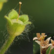 Fruchtfoto Primula hirsuta