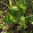 Blätterfoto Primula latifolia
