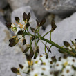 Fruchtfoto Pritzelago alpina