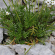 Blätterfoto Pritzelago alpina