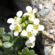 Blütenfoto Pritzelago alpina