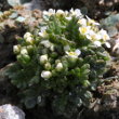 Foto der Jungpflanze Pritzelago alpina
