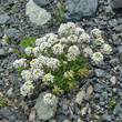Habitusfoto Pritzelago alpina subsp.brevicaulis
