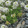 Blätterfoto Pritzelago alpina subsp.brevicaulis