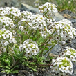 Stängel-/Stammfoto Pritzelago alpina subsp.brevicaulis