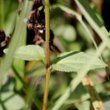 Blätterfoto Prunella grandiflora