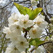 Portraitfoto Prunus avium