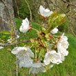 Blütenfoto Prunus avium