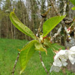 Blätterfoto Prunus avium