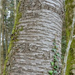 Stängel-/Stammfoto Prunus avium