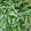 Blätterfoto Prunus cerasifera
