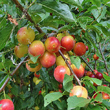 Fruchtfoto Prunus cerasifera