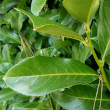 Blätterfoto Prunus laurocerasus
