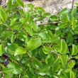 Blätterfoto Prunus mahaleb