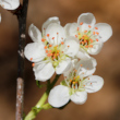 Portraitfoto Prunus mahaleb