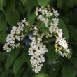 Blütenfoto Prunus padus
