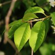 Blätterfoto Prunus padus