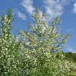 Habitusfoto Prunus padus