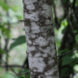 Stängel-/Stammfoto Prunus padus