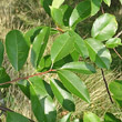 Blätterfoto Prunus serotina