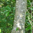 Stängel-/Stammfoto Prunus serotina