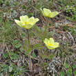 Habitusfoto Pulsatilla alpina ssp. apiifolia