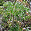 Blätterfoto Pulsatilla alpina ssp. apiifolia