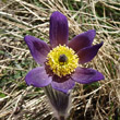 Blütenfoto Pulsatilla montana