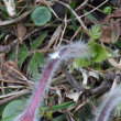 Blätterfoto Pulsatilla vernalis