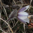 Blütenfoto Pulsatilla vernalis
