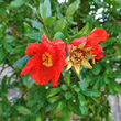 Blütenfoto Punica granatum