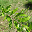 Blätterfoto Punica granatum