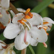 Blütenfoto Pyrola rotundifolia